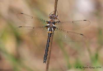 Helocordulia uhleri, female